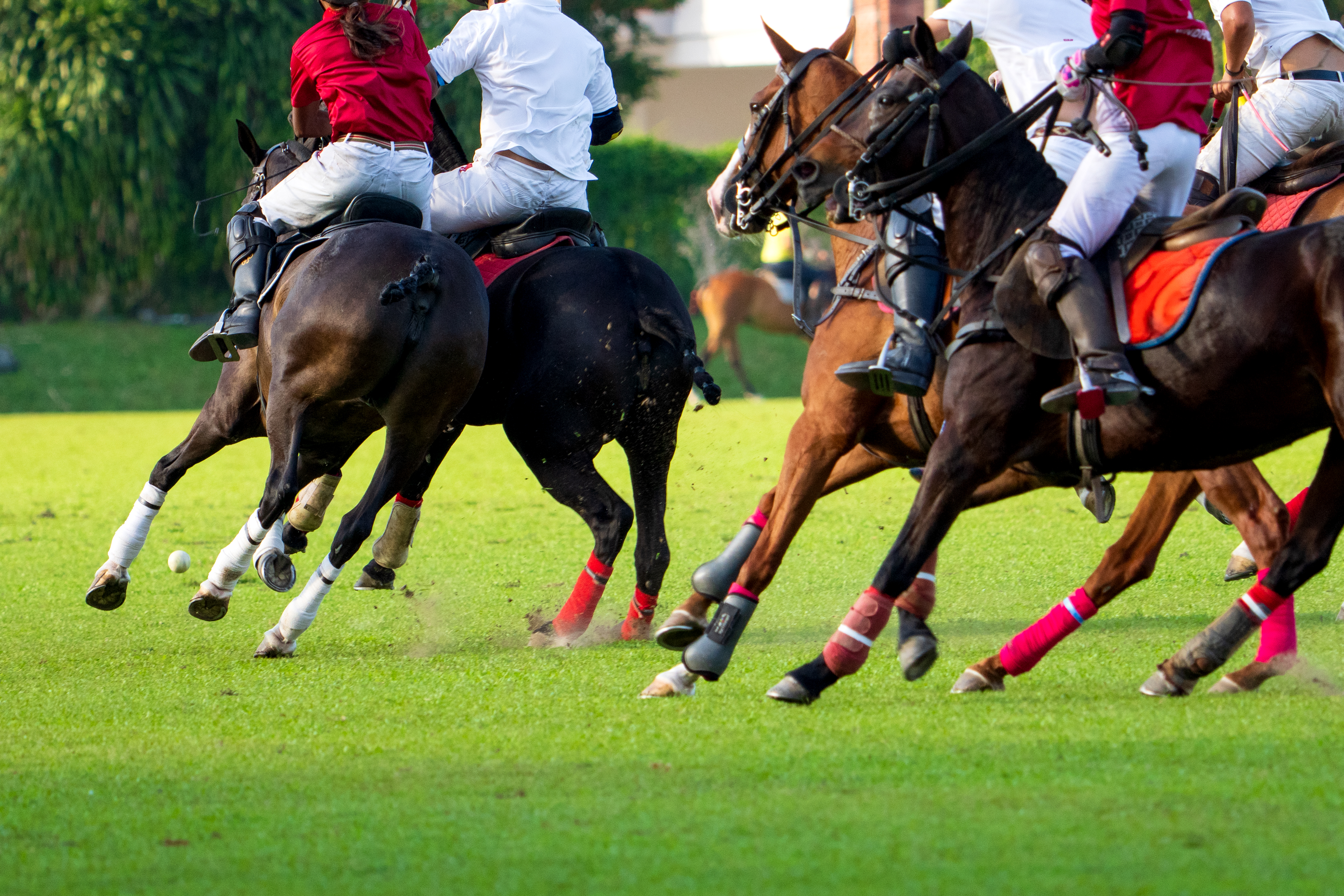 Polo Events
